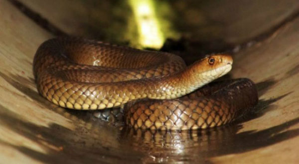 Man Dies Trying To Protect Dog from Venomous Snake Man Dies Trying To Protect Dog from Venomous Snake